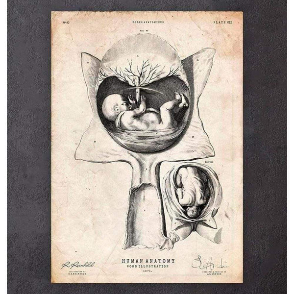 Codex Anatomicus Anatomical Print A5 Size (14.8 x 21 cm) Fetus In A Womb Anatomy Print IV