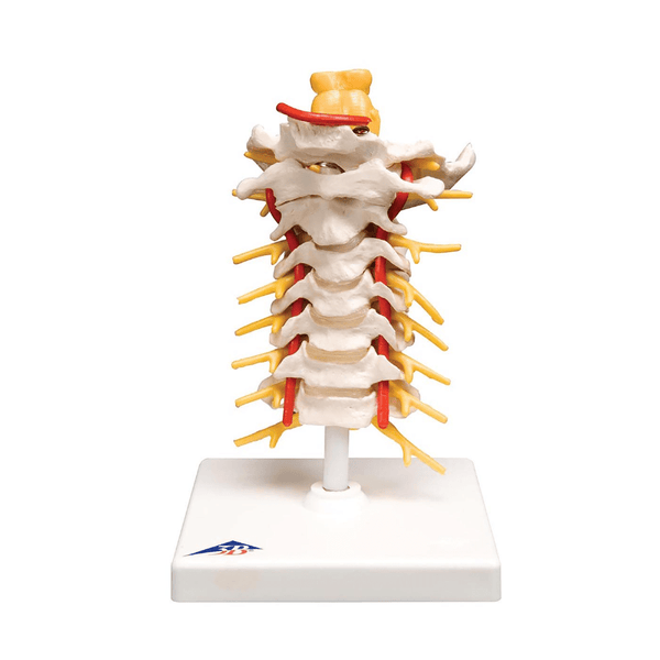 3B Scientific Anatomical Model Flexible Cervical Vertebral Column
