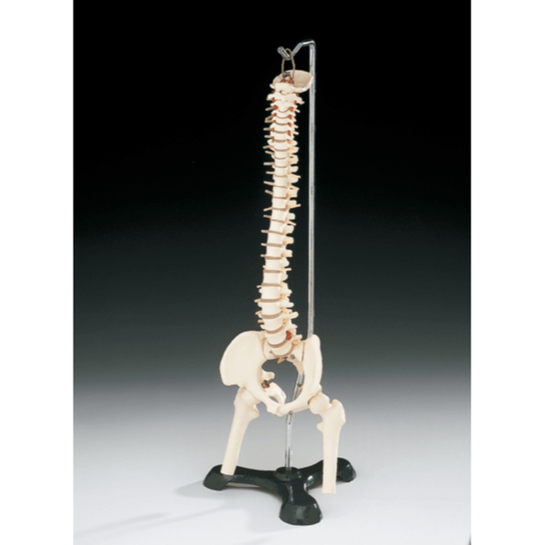 Anatomical Chart Company Anatomical Model Flexible Desk size Vertebral Column