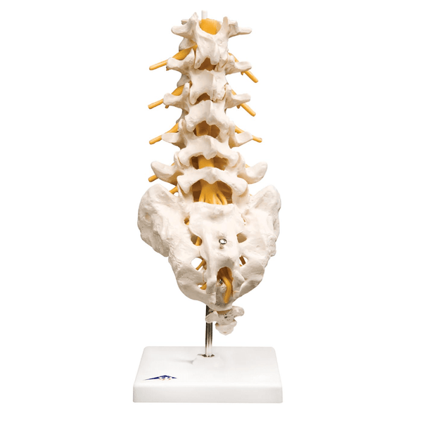 3B Scientific Anatomical Model Flexible Lumbar Vertebral Column