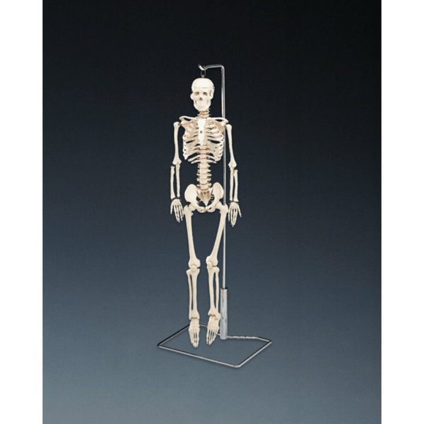 Anatomical Chart Company Anatomical Model Flexible Mr. Thrifty Skeleton With Spinal Nerves