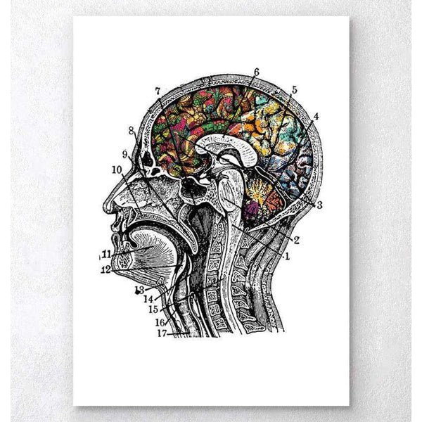 Codex Anatomicus Anatomical Print Floral Brain Art White Background