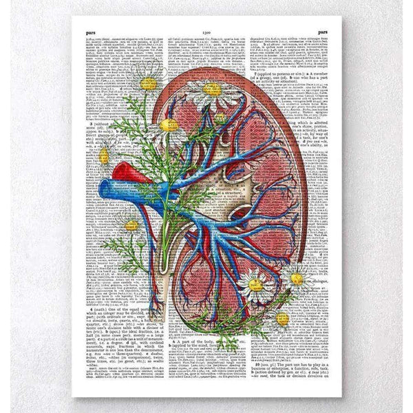 Codex Anatomicus Anatomical Print Floral Kidney Anatomy Dictionary Page