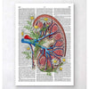 Codex Anatomicus Anatomical Print A5 Size (14.8 x 21 cm) Floral Kidney Anatomy Dictionary Page