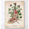 Codex Anatomicus Anatomical Print Foot Anatomy Art Floral