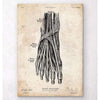 Codex Anatomicus Anatomical Print A5 Size (14.8 x 21 cm) Foot Anatomy Art Print III