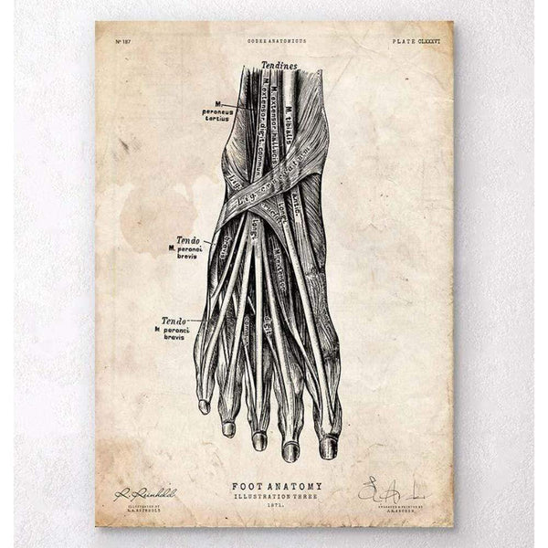 Codex Anatomicus Anatomical Print A5 Size (14.8 x 21 cm) Foot Anatomy Art Print III