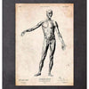 Codex Anatomicus Anatomical Print A5 Size (14.8 x 21 cm) Full Body Human Anatomy Print