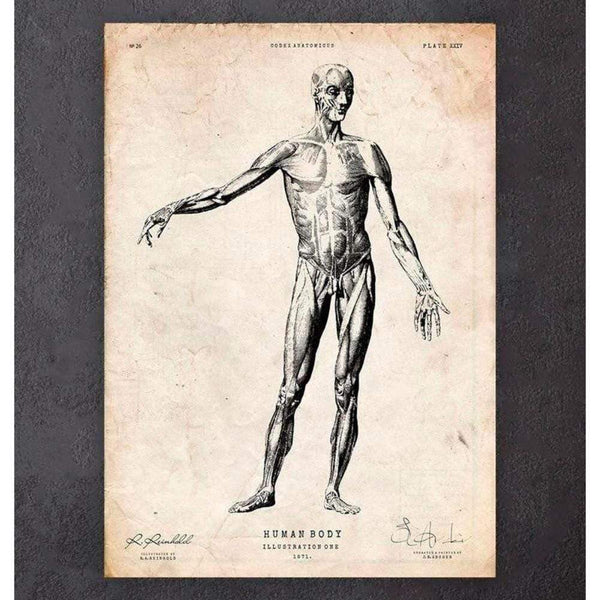 Codex Anatomicus Anatomical Print Full Body Human Anatomy Print