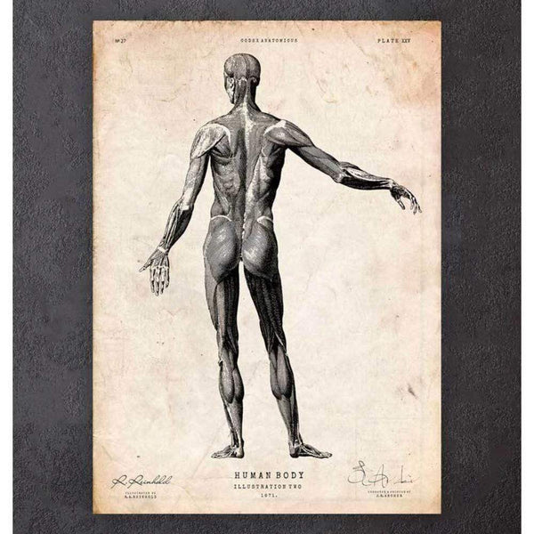 Codex Anatomicus Anatomical Print A5 Size (14.8 x 21 cm) Full Body Human Anatomy Print II