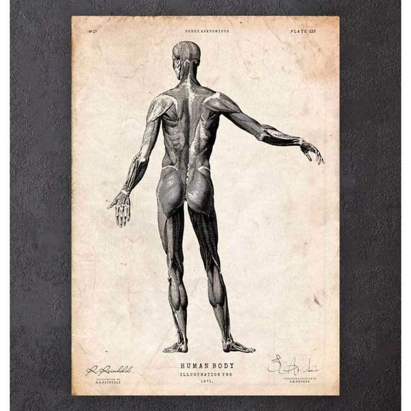 Codex Anatomicus Anatomical Print Full Body Human Anatomy Print II