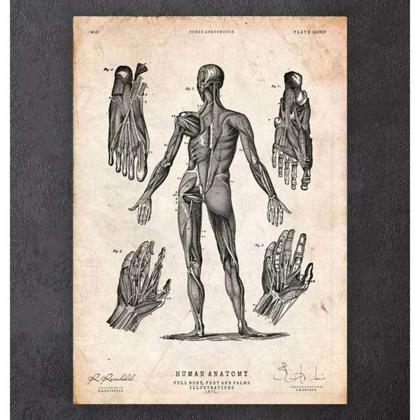 Codex Anatomicus Anatomical Print A5 Size (14.8 x 21 cm) Full Body Human Anatomy Print III