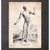 Codex Anatomicus Anatomical Print Full Body Human Anatomy Print V