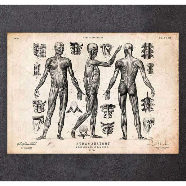 Codex Anatomicus Anatomical Print A5 Size (14.8 x 21 cm) Full Body Human Anatomy Print VII