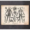 Codex Anatomicus Anatomical Print A5 Size (14.8 x 21 cm) Full Body Human Anatomy Print VIII