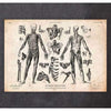 Codex Anatomicus Anatomical Print Full Body Human Anatomy Print VIII
