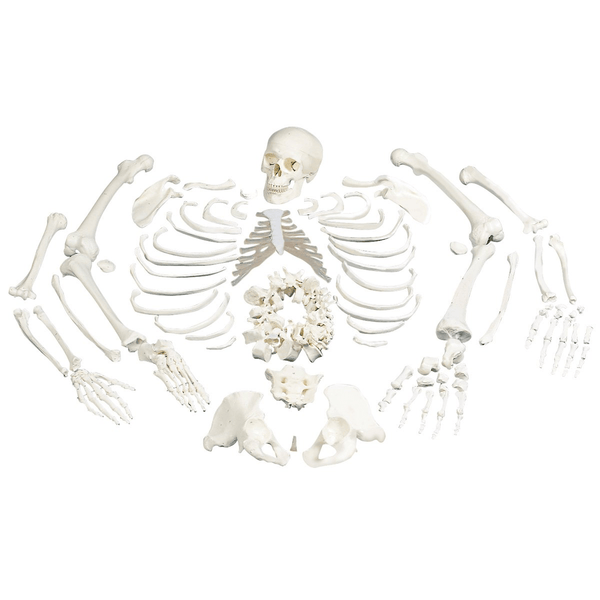 Anatomical Chart Company Anatomical Model Full Disarticulated Budget Skeleton With Skull