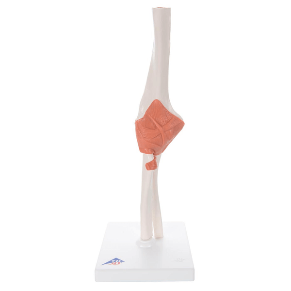 3B Scientific Anatomical Model Functional Elbow Joint Model (Right)