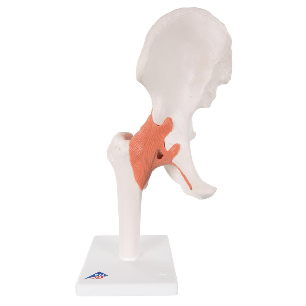 3B Scientific Anatomical Model Functional Hip Joint Model (Right)