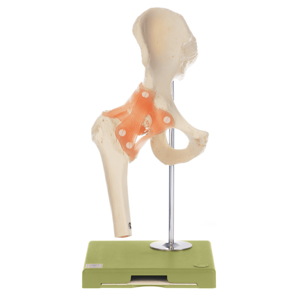 Somso Modelle GmbH Model Functional Model of the Hip Joint