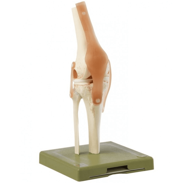Somso Modelle GmbH Model Functional Model of the Knee Joint