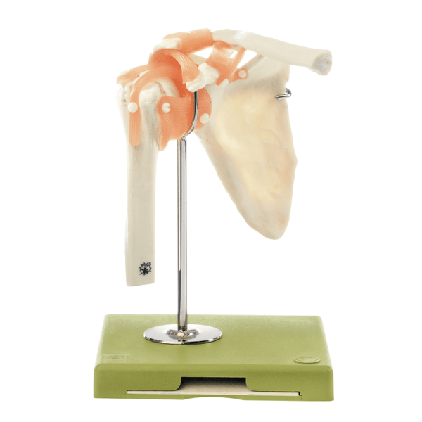 Somso Modelle GmbH Model Functional Model of the Shoulder Joint