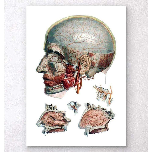 Codex Anatomicus Anatomical Print A5 Size (14.8 x 21 cm) Geometric Head And Nose Anatomy Art