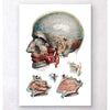 Codex Anatomicus Anatomical Print Geometric Head And Nose Anatomy Art
