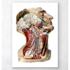 Codex Anatomicus Anatomical Print A5 Size (14.8 x 21 cm) Geometric Head, Neck And Face Anatomy Art