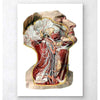 Codex Anatomicus Anatomical Print Geometric Head, Neck And Face Anatomy Art