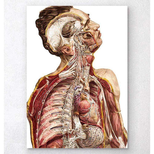Codex Anatomicus Anatomical Print A5 Size (14.8 x 21 cm) Geometric Human Anatomy II