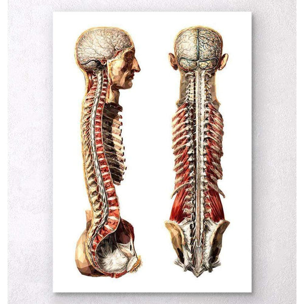 Codex Anatomicus Anatomical Print A5 Size (14.8 x 21 cm) Geometric Human Anatomy III