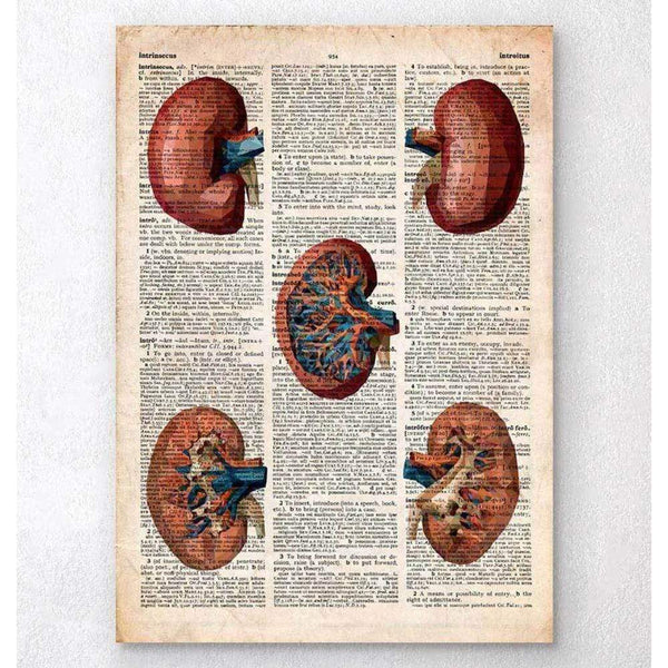Codex Anatomicus Anatomical Print A5 Size (14.8 x 21 cm) Geometric Kidney Old Dictionary Page