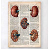 Codex Anatomicus Anatomical Print Geometric Kidney Old Dictionary Page