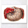 Codex Anatomicus Anatomical Print A5 Size (14.8 x 21 cm) Geometric Stomach Anatomy