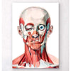 Codex Anatomicus Anatomical Print A5 Size (14.8 x 21 cm) Geometrical Face Anatomy I