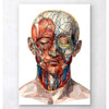 Codex Anatomicus Anatomical Print A5 Size (14.8 x 21 cm) Geometrical Face Anatomy II