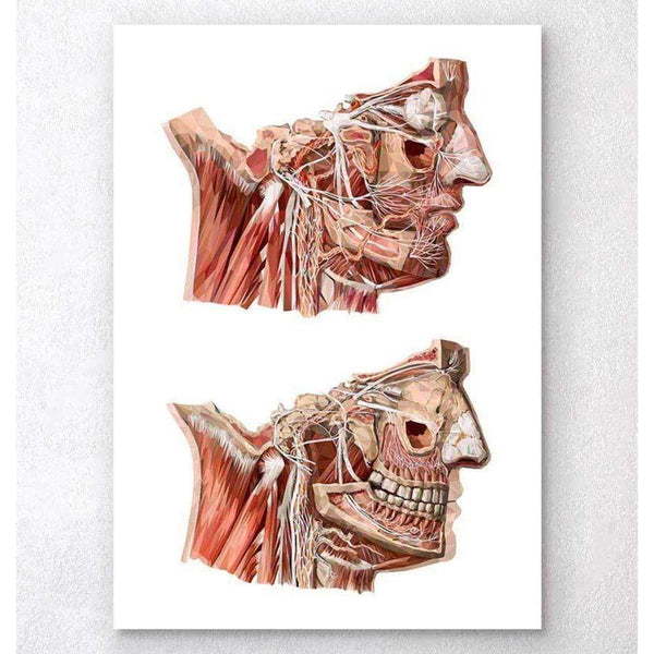 Codex Anatomicus Anatomical Print Geometrical Face Anatomy III