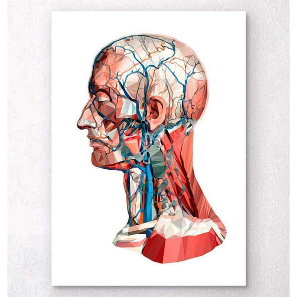 Codex Anatomicus Anatomical Print Geometrical Head Anatomy I