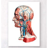 Codex Anatomicus Anatomical Print A5 Size (14.8 x 21 cm) Geometrical Head Anatomy I