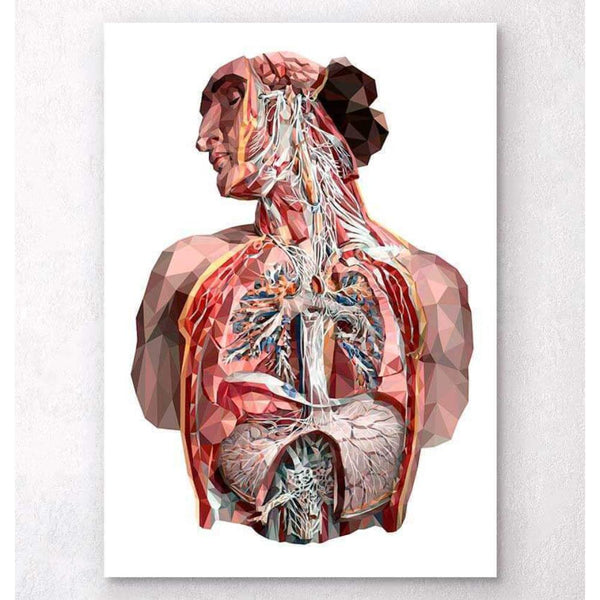 Codex Anatomicus Anatomical Print Geometrical Human Anatomy