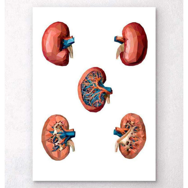 Codex Anatomicus Anatomical Print A5 Size (14.8 x 21 cm) Geometrical Kidney Anatomy