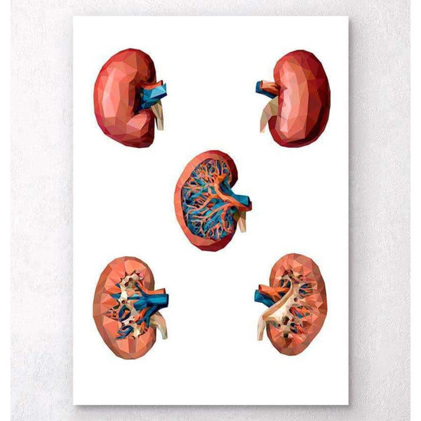 Codex Anatomicus Anatomical Print Geometrical Kidney Anatomy