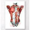 Codex Anatomicus Anatomical Print Geometrical Torso Anatomy