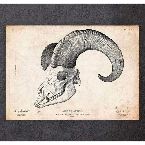 Codex Anatomicus Anatomical Print A5 Size (14.8 x 21 cm) Goat Skull Print