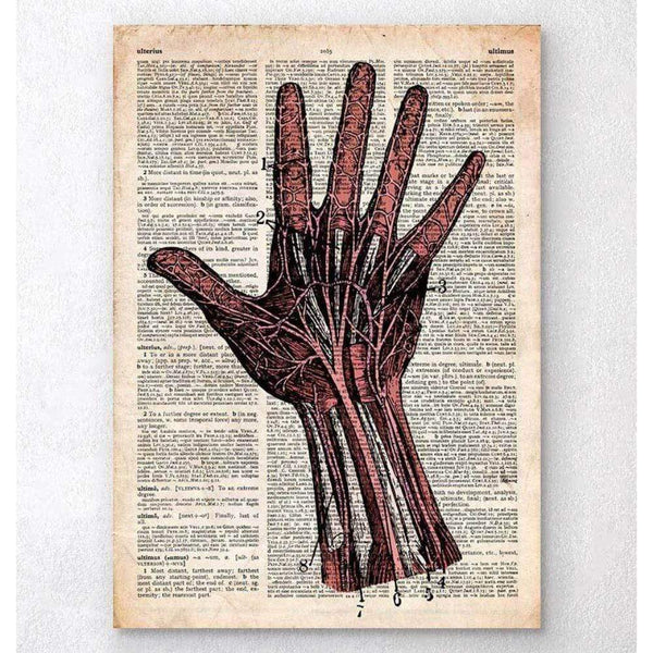 Codex Anatomicus Anatomical Print Hand Anatomy Old Dictionary Page