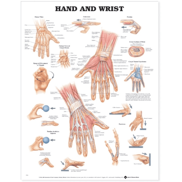 Anatomical Chart Company Anatomical Charts Hand and Wrist Anatomical Chart