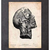 Codex Anatomicus Anatomical Print A5 Size (14.8 x 21 cm) Head Anatomy Print