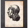 Codex Anatomicus Anatomical Print A5 Size (14.8 x 21 cm) Head Anatomy Print II