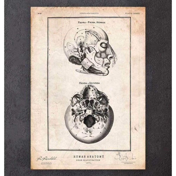 Codex Anatomicus Anatomical Print A5 Size (14.8 x 21 cm) Head Anatomy Print III